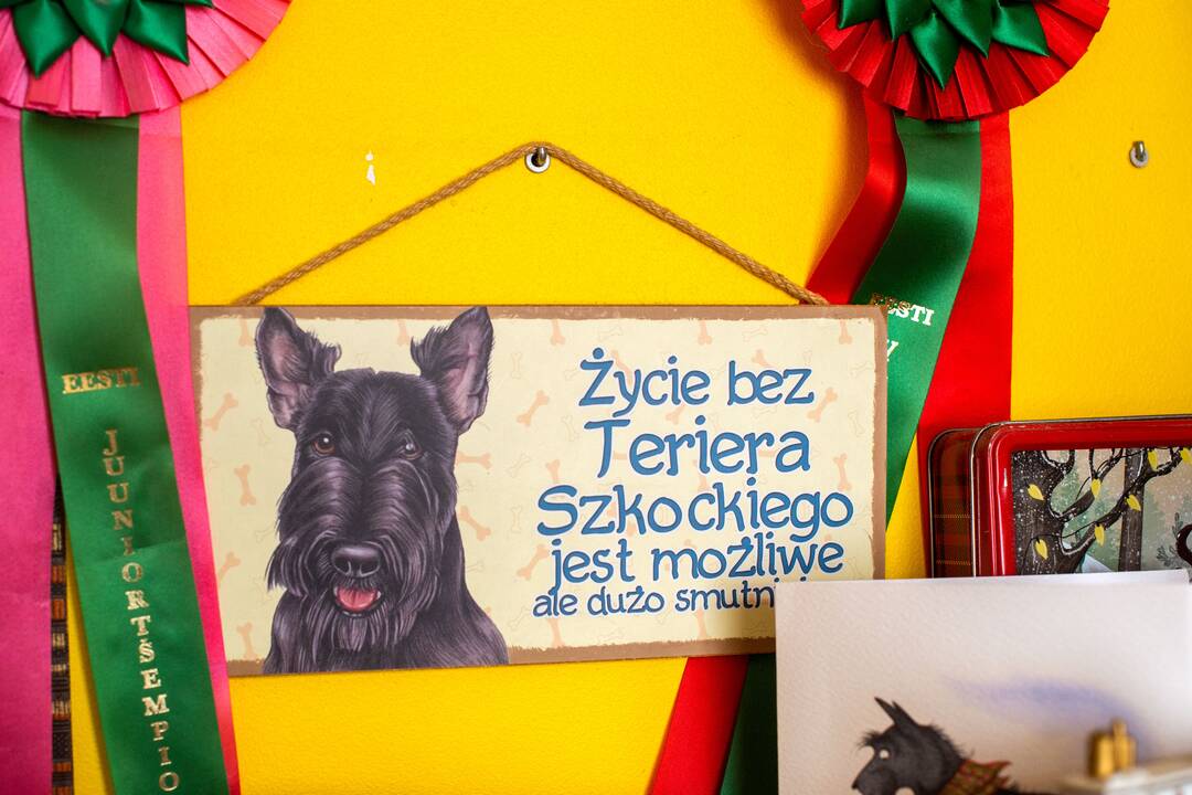 Požiūris: „Kartą įsigijęs škotą apie kitą veislę niekada nebegalvosi“, – sako A. Petrilionienė, kurios namuose šiuo metu gyvena septyni škotų terjerų veislės šunys.