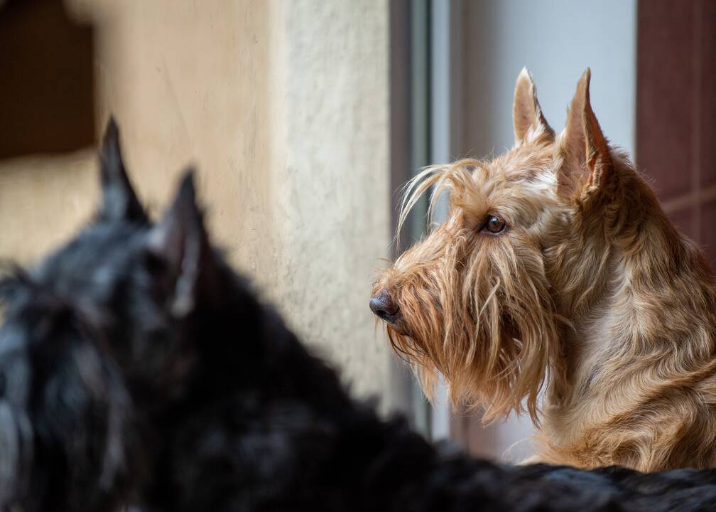 Požiūris: „Kartą įsigijęs škotą apie kitą veislę niekada nebegalvosi“, – sako A. Petrilionienė, kurios namuose šiuo metu gyvena septyni škotų terjerų veislės šunys.