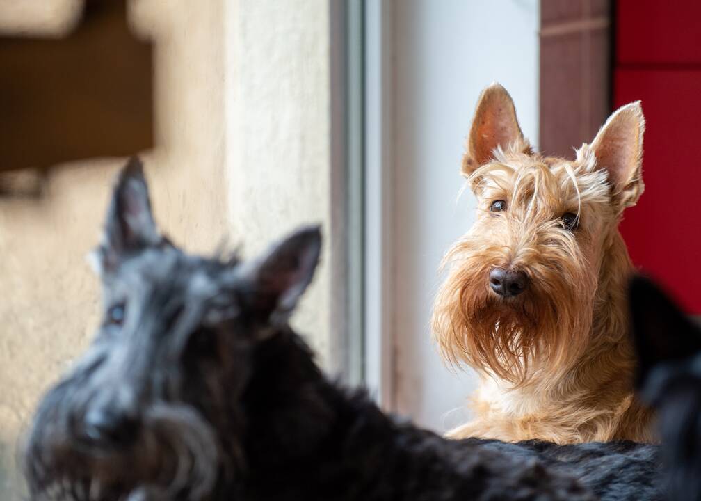 Požiūris: „Kartą įsigijęs škotą apie kitą veislę niekada nebegalvosi“, – sako A. Petrilionienė, kurios namuose šiuo metu gyvena septyni škotų terjerų veislės šunys.