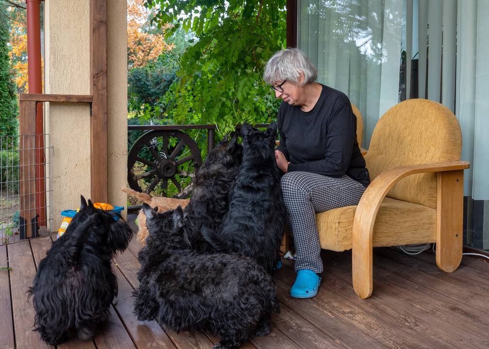 Požiūris: „Kartą įsigijęs škotą apie kitą veislę niekada nebegalvosi“, – sako A. Petrilionienė, kurios namuose šiuo metu gyvena septyni škotų terjerų veislės šunys.