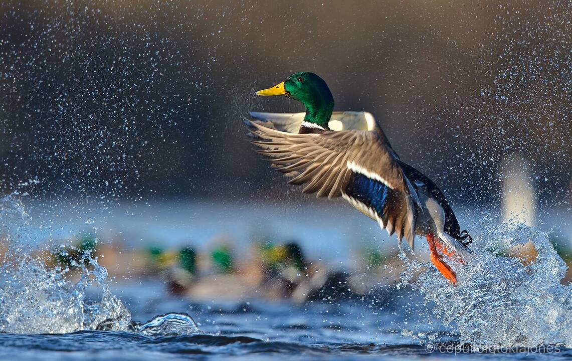 Pasirinkimas: M. Čepuliui iš visų jo veiklų artimiausia fotografija.