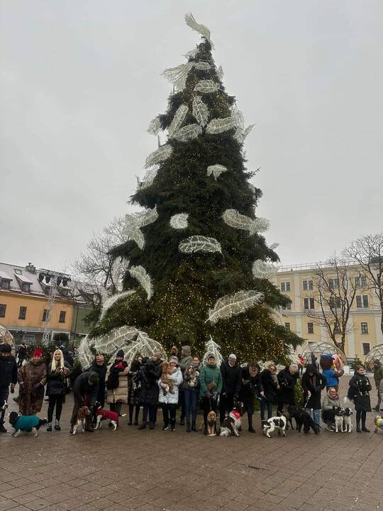 Tradicija: kasmet įvairiuose miestuose prie pagrindinių Kalėdų eglių renkasi spanielių mylėtojai su savo augintiniais.