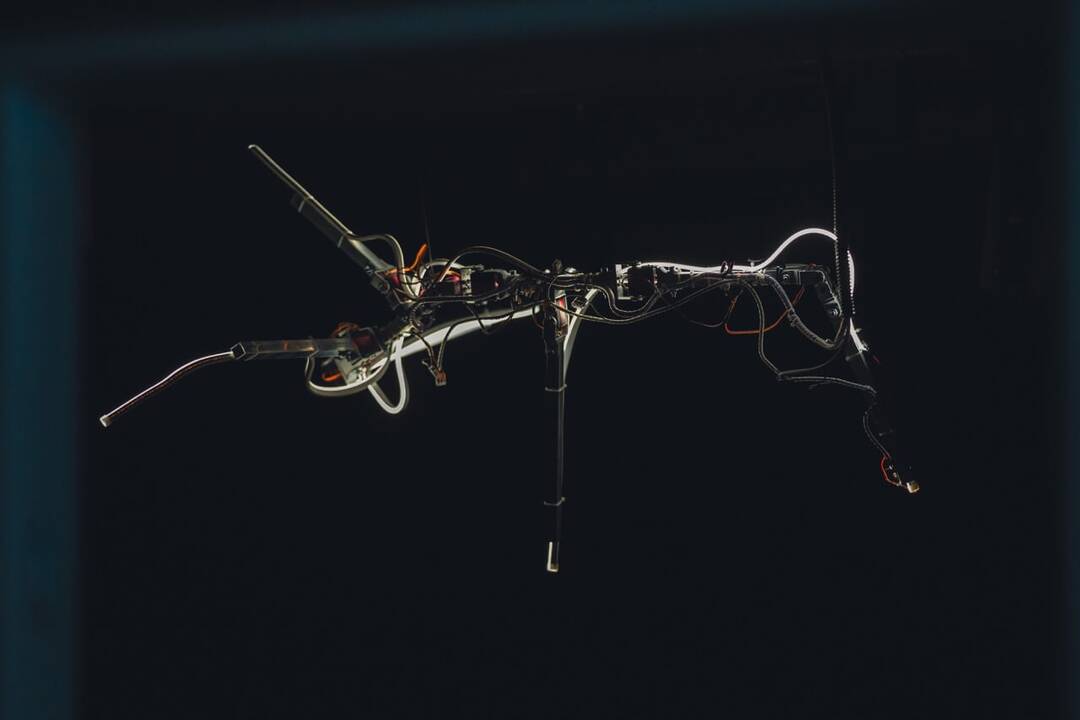 Klaipėdos lėlių teatro edukaciniame centre galima stebėti V. Suncovo sukurtų augalų-robotų choreografinius pasirodymus.
