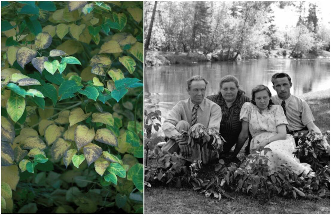 Jungtis: greta J. Lukio vaizdų metraščio eksponuojamos A. Lukio fotografijos iš ciklo „Ars Botanica“.