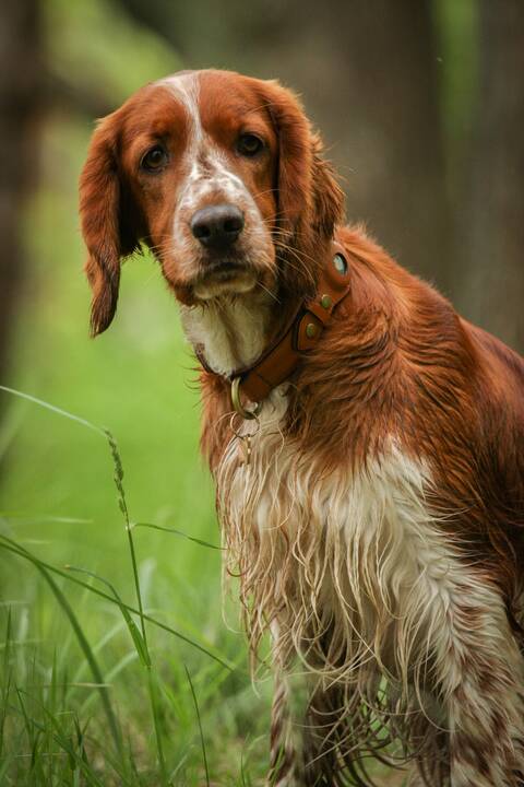 Dovana: I. ir G. Drevinskai, augindami valų springerspanielę Ventą, patyrė daug pirmų kartų ir atradimų.