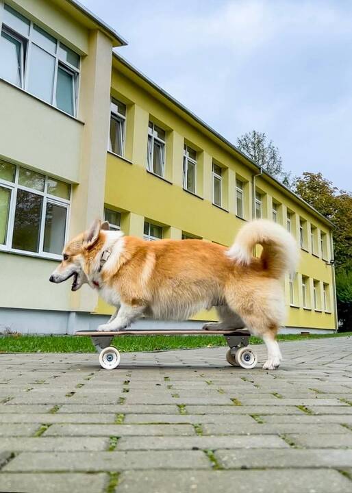 Sportiškas: Kobis itin daug internautų simpatijų pelnė paskelbus įrašą, kuriame jis Kauno gatvėmis skrieja su riedlente.