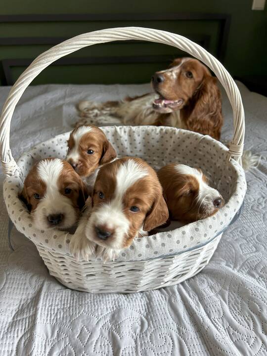 Dovana: I. ir G. Drevinskai, augindami valų springerspanielę Ventą, patyrė daug pirmų kartų ir atradimų.