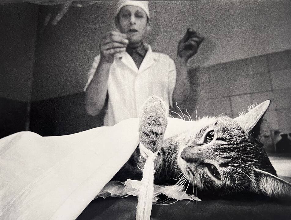 Kauno veterinarijos klinikose, 1989 m.
