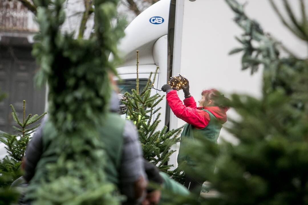 Laukimas: kalėdinių eglučių ir kėnių pirkimo bei puošimo pikas veikiausiai prasidės gruodį.