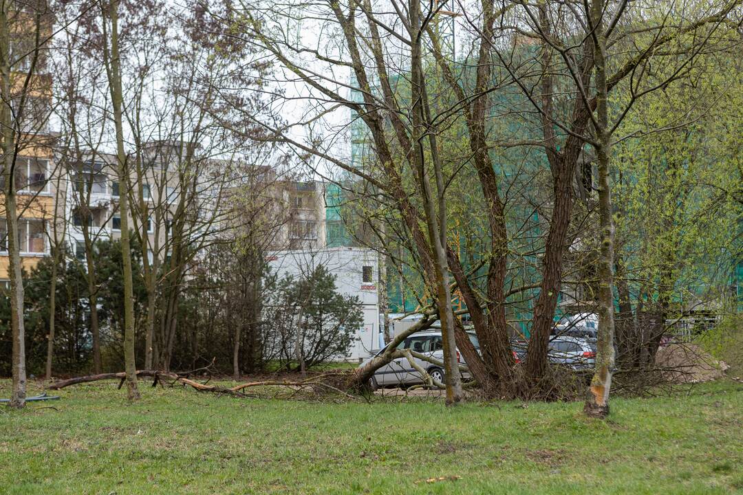Darbai: Naujakurių parke bus įrengti mediniai takai, atsiras mažoji infrastruktūra.