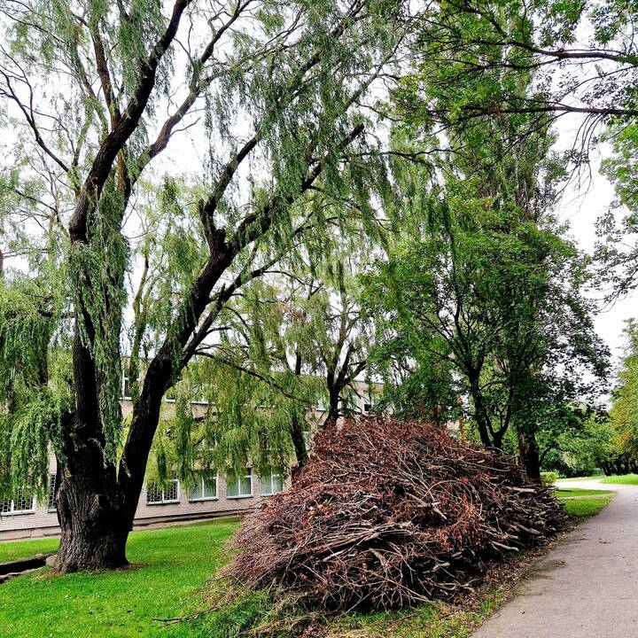 Įsipareigojimas: teigiama, kad darbininkai, tvarkydami rudeninius lapus, privalo užtikrinti, kad neužkimš lietaus nuotekų tinklų grotelių.
