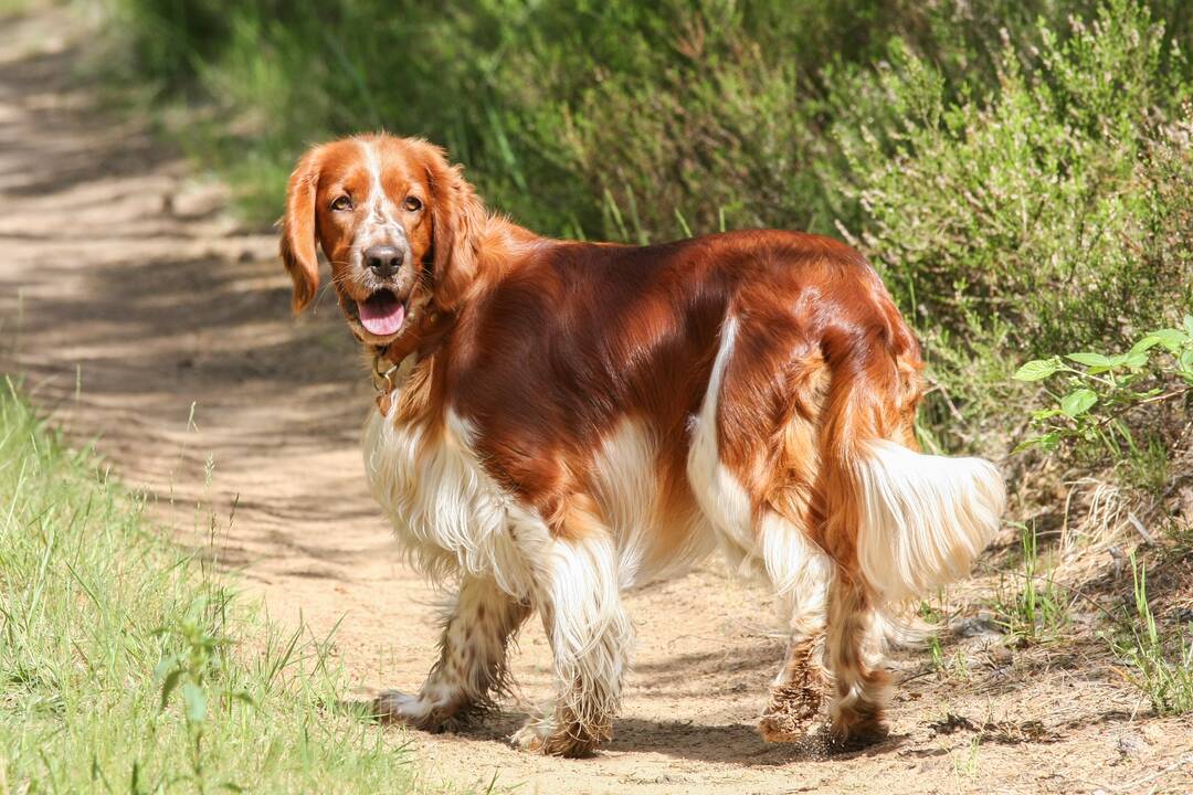 Dovana: I. ir G. Drevinskai, augindami valų springerspanielę Ventą, patyrė daug pirmų kartų ir atradimų.