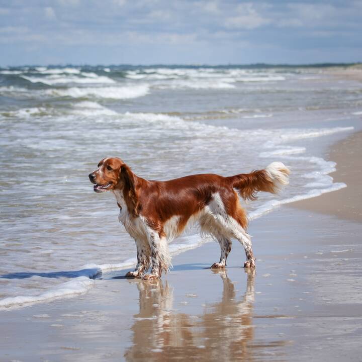 Dovana: I. ir G. Drevinskai, augindami valų springerspanielę Ventą, patyrė daug pirmų kartų ir atradimų.