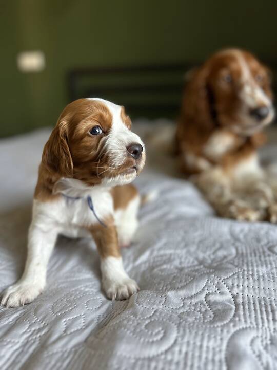 Dovana: I. ir G. Drevinskai, augindami valų springerspanielę Ventą, patyrė daug pirmų kartų ir atradimų.