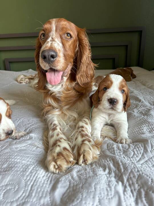 Dovana: I. ir G. Drevinskai, augindami valų springerspanielę Ventą, patyrė daug pirmų kartų ir atradimų.