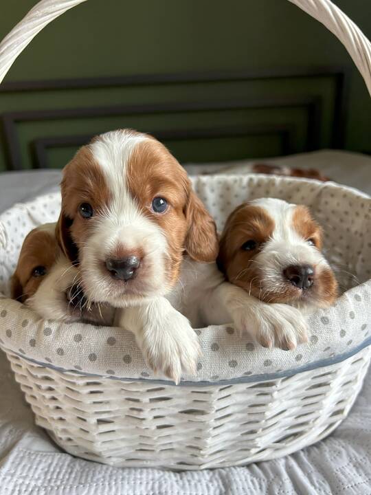 Dovana: I. ir G. Drevinskai, augindami valų springerspanielę Ventą, patyrė daug pirmų kartų ir atradimų.