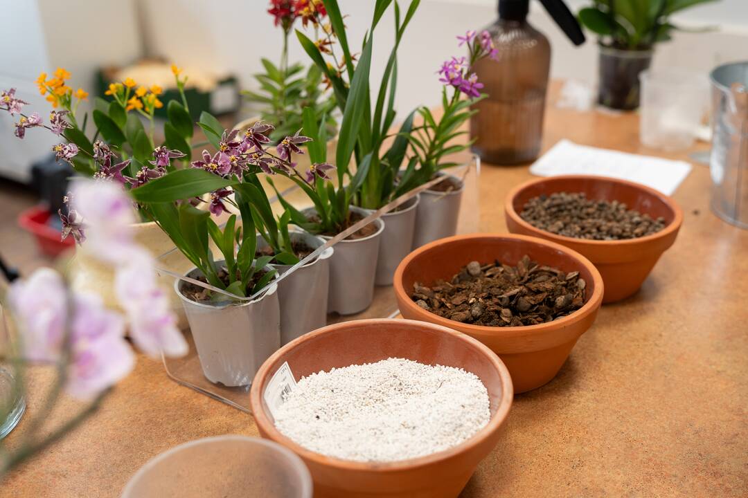 Nesudėtinga: dekoratyvinio apželdinimo specialistė Ž. Večerskienė tikina, kad tiek pradedantysis, tiek patyręs augintojas, rūpindamasis orchidėja su meile, gali džiaugtis jos žiedais ilgus metus.
