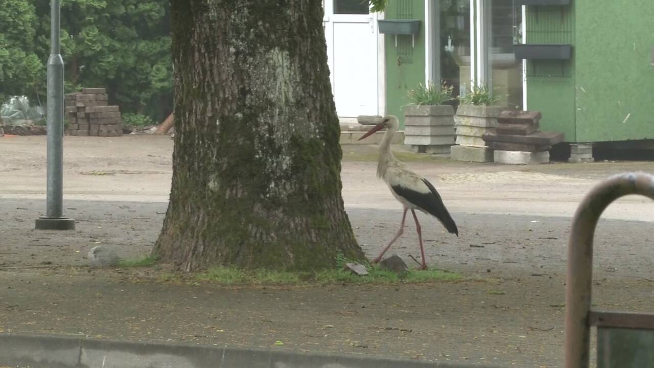 Gandrai užkariavo Žemaitijos miestelį: lizdą susisuko neįprastoje vietoje