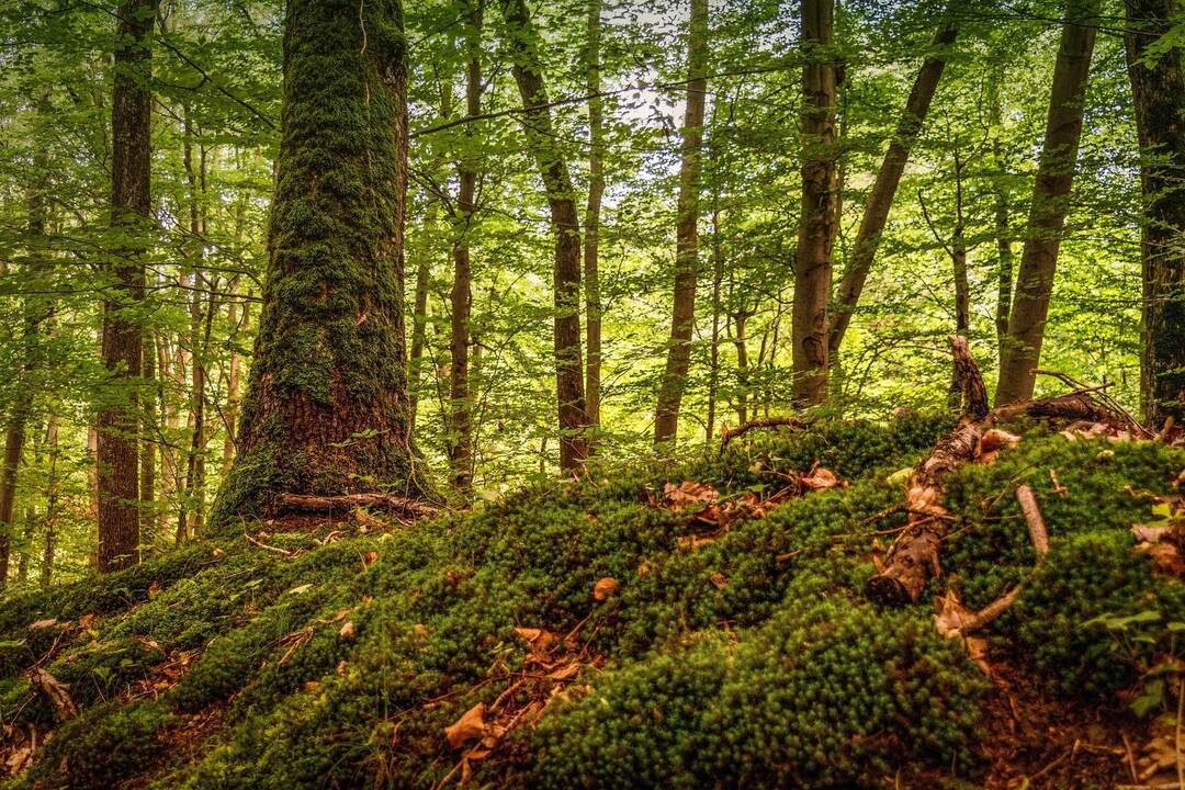 Deguonies kiekį Žemėje prieš 400 mln. metų padidino samanos