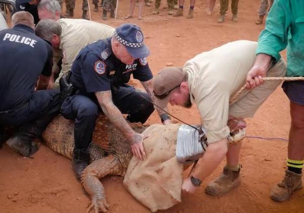 Australijos policija sugavo milžinišką galvijus puldinėjusį krokodilą