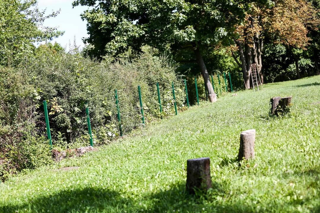 Kauno "Šilo" ir Panemunės pradinių mokyklų apsauga