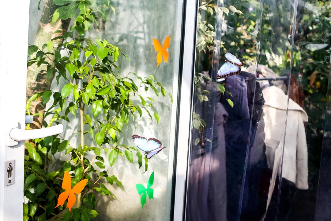 Tropinių drugelių paroda Kauno botanikos sode