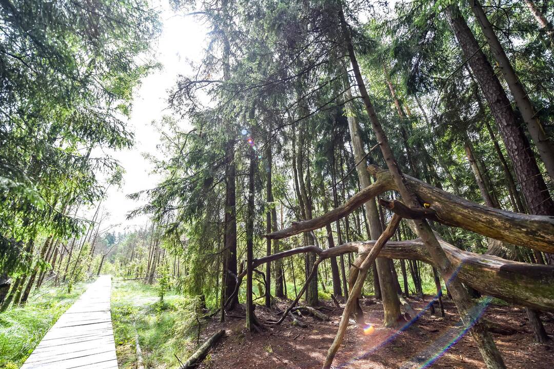 Kauno marių pakrantės vilioja ir lietingu oru