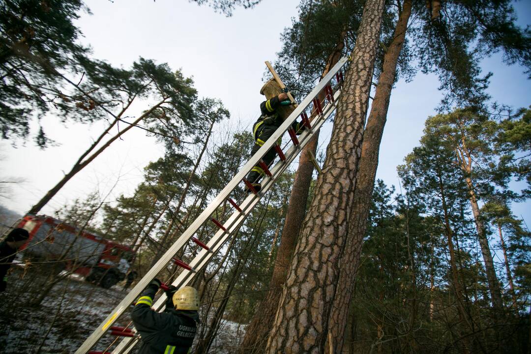 Inkilų kėlimo akcija „Pelėdžiukas 2014”