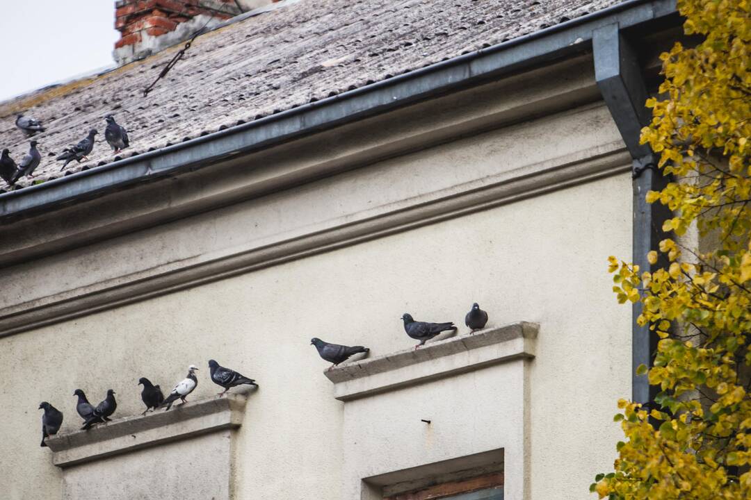 Auksinis ruduo Kaune