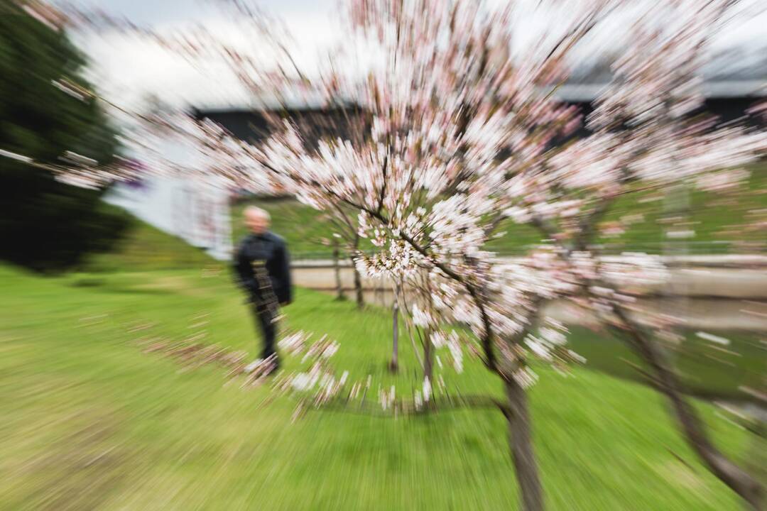 Pražydo Nemuno saloje augančios sakuros