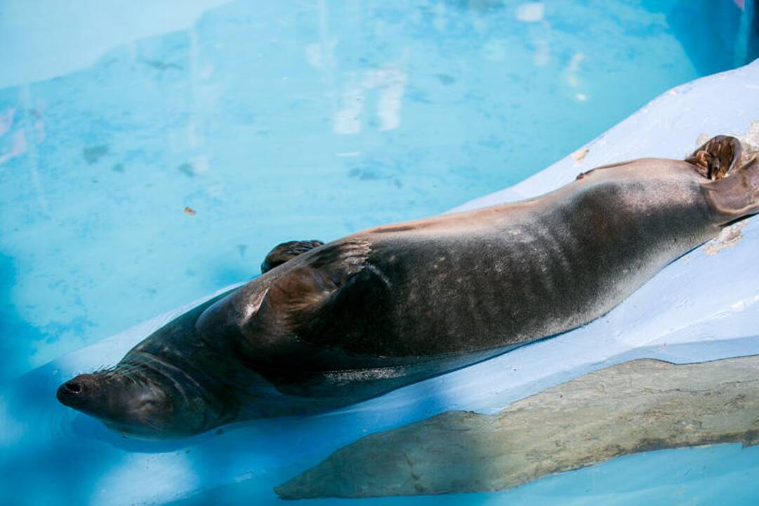 Zoologijos sodo sezono atidarymas