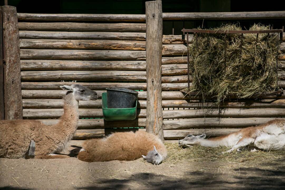 Zoologijos sodo sezono atidarymas