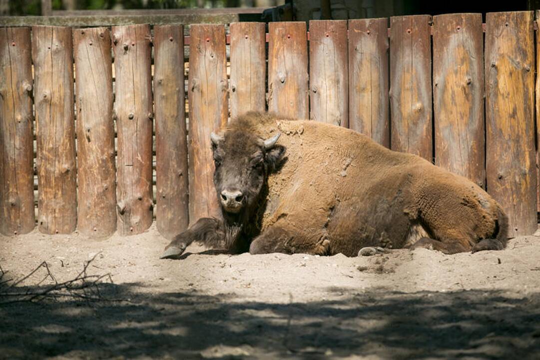 Zoologijos sodo sezono atidarymas