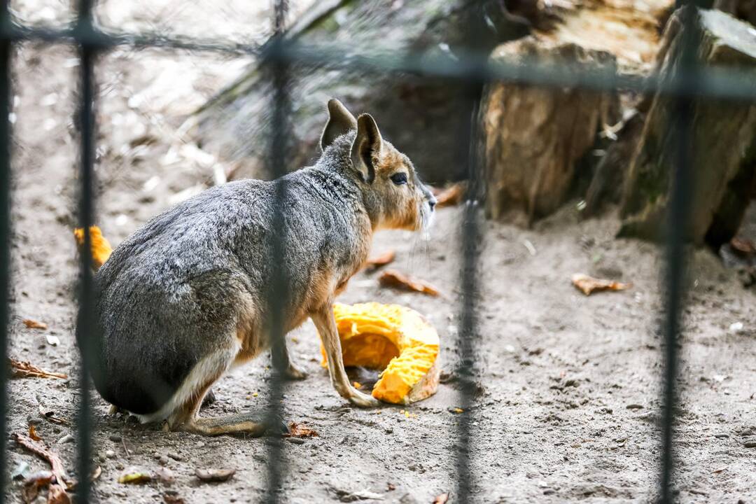 Šeštadienis Lietuvos zoologijos sode