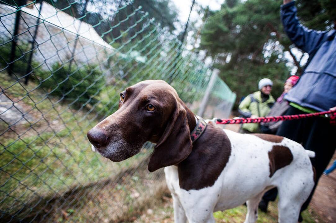 Šunų kinkinių varžybos Jadagonyse
