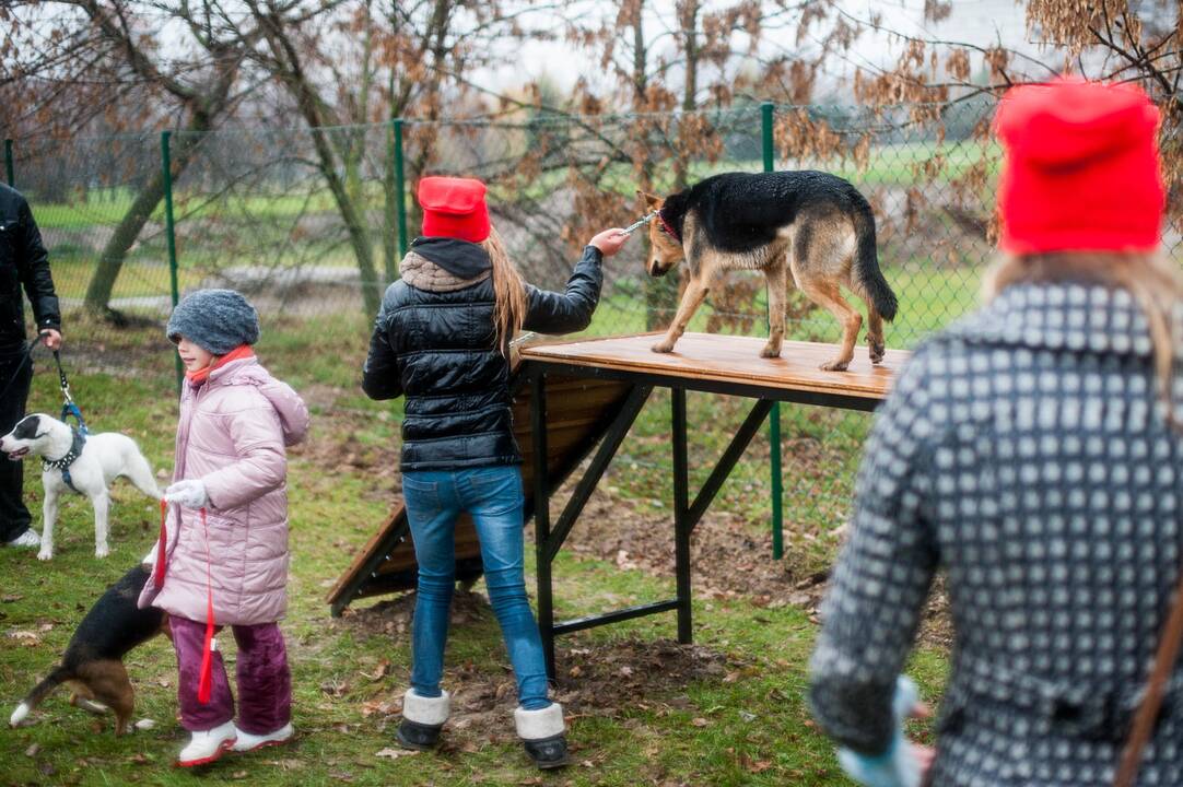 Aikštelė šunims Nemuno saloje
