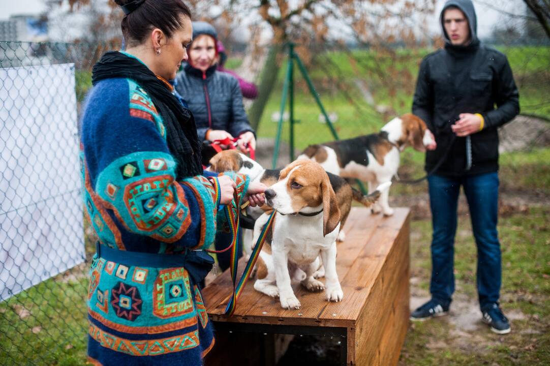 Aikštelė šunims Nemuno saloje