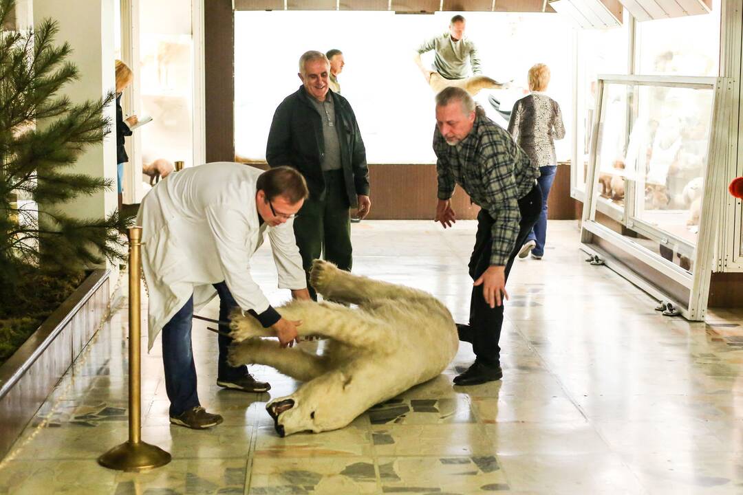 Kasparas persikėlė į T.Ivanausko zoologijos muziejų