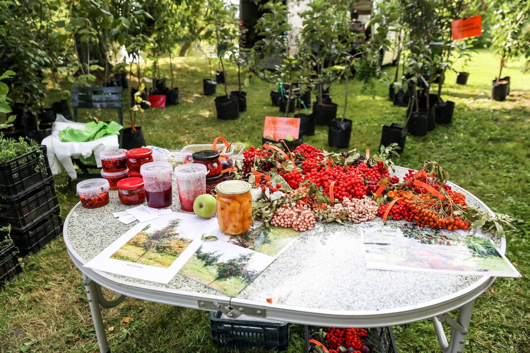 Mugė botanikos sode "Pakalnutės uoga"