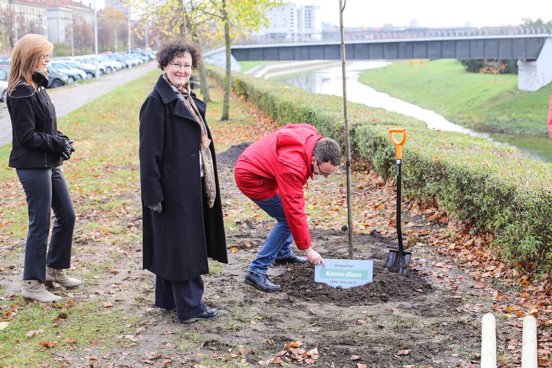 Karaliaus Mindaugo pr. liepų alėją papuošė dar pusšimtis medelių