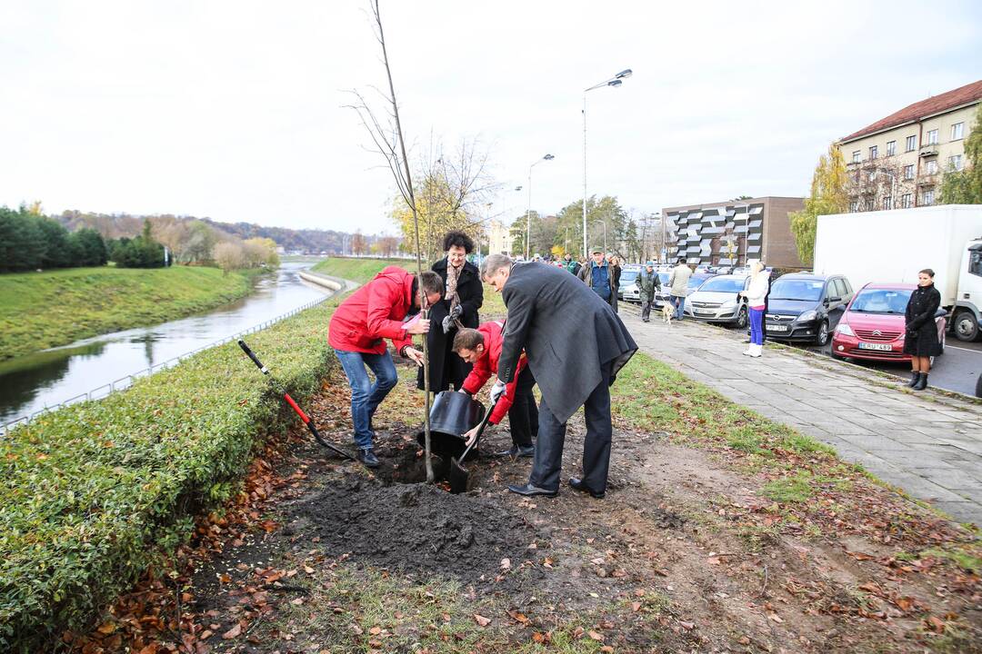 Karaliaus Mindaugo pr. liepų alėją papuošė dar pusšimtis medelių