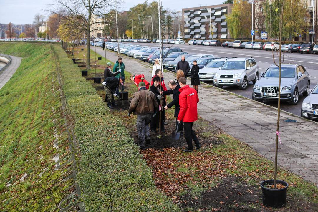 Karaliaus Mindaugo pr. liepų alėją papuošė dar pusšimtis medelių