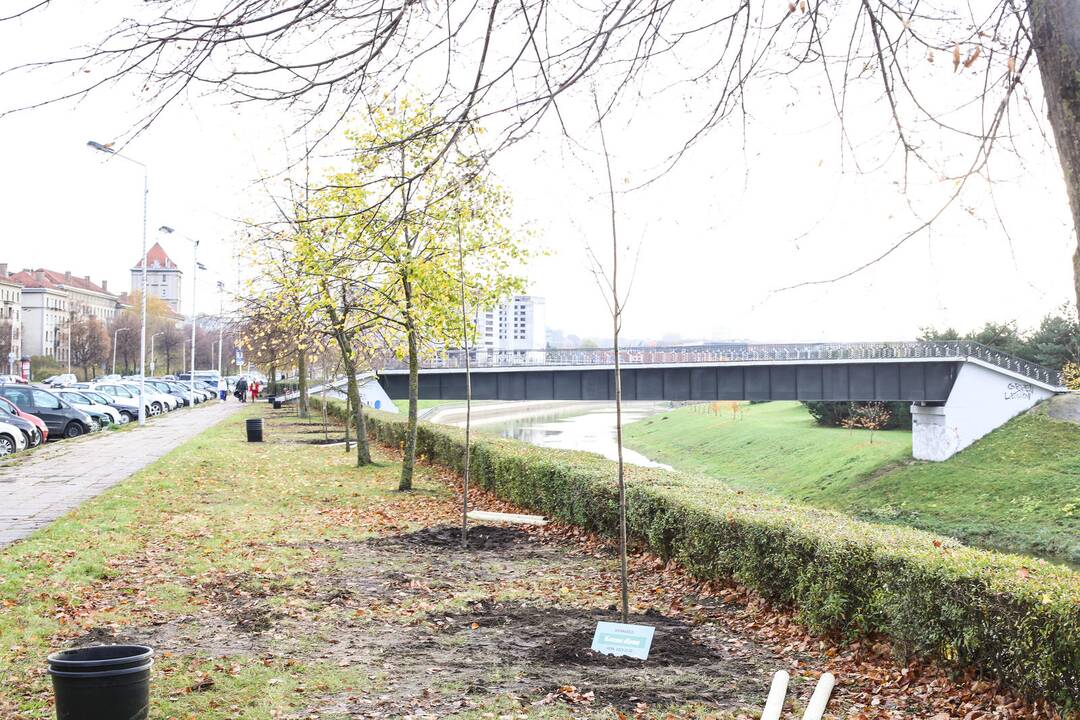 Karaliaus Mindaugo pr. liepų alėją papuošė dar pusšimtis medelių