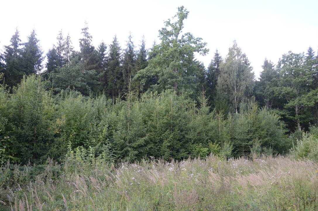 Parama: jaunuolynų iki 20 metų amžiaus ugdymo veiklai parama skiriama mokant vienkartinę nustatyto dydžio kompensacinę išmoką už planuojamą išugdyti jaunuolyno 1 ha.