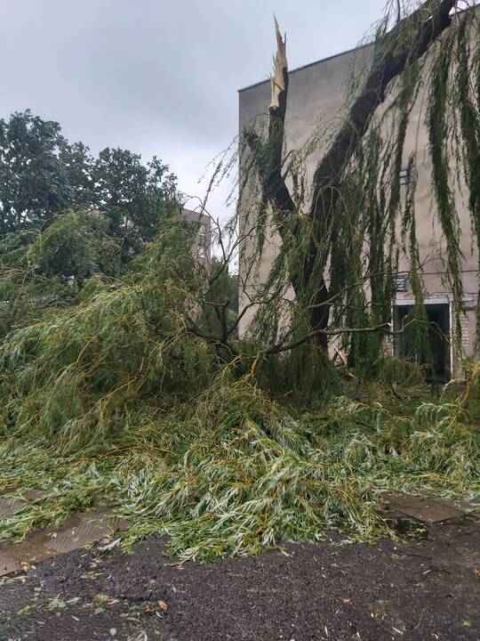Šalį talžo liūtis, virsta medžiai