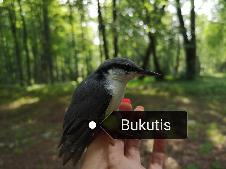 Nauja pramoga visai šeimai – paukščių stebėjimas
