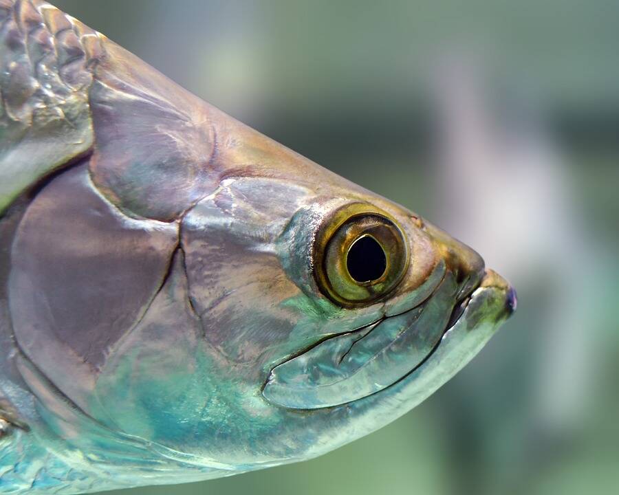 Asociatyvi nuotr.