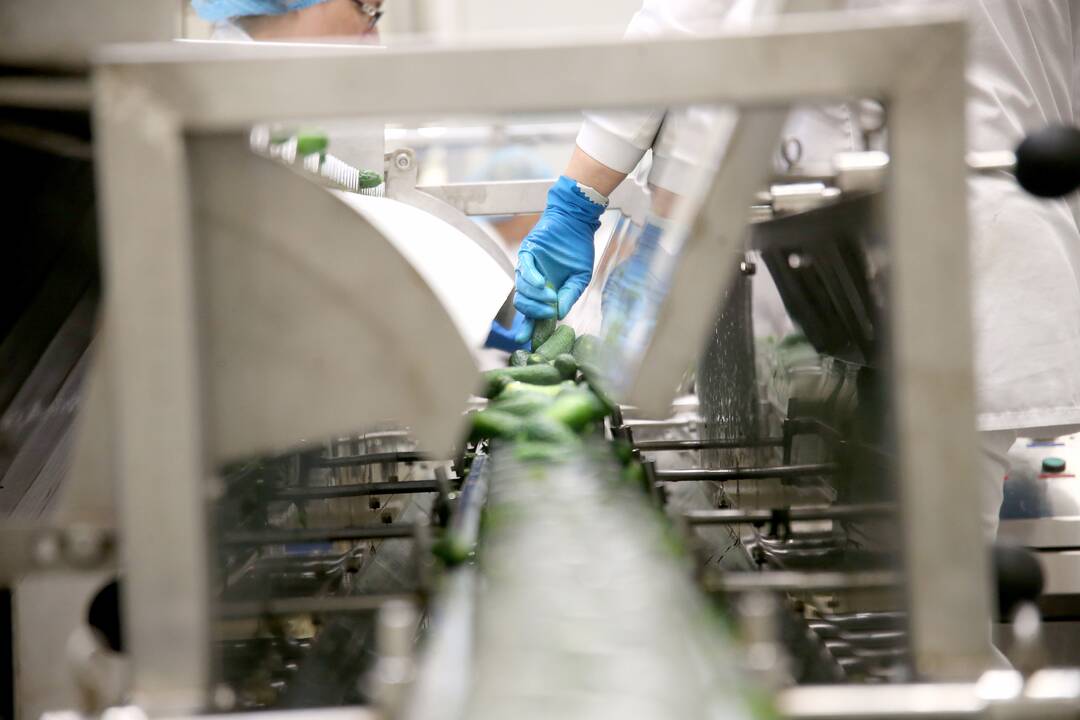 Darbymetis: Kėdainių konservų fabrike tik vieną kartą per metus vykstantys agurkų konservavimo darbai įprastai trunka apie pusantro ar du mėnesius.
