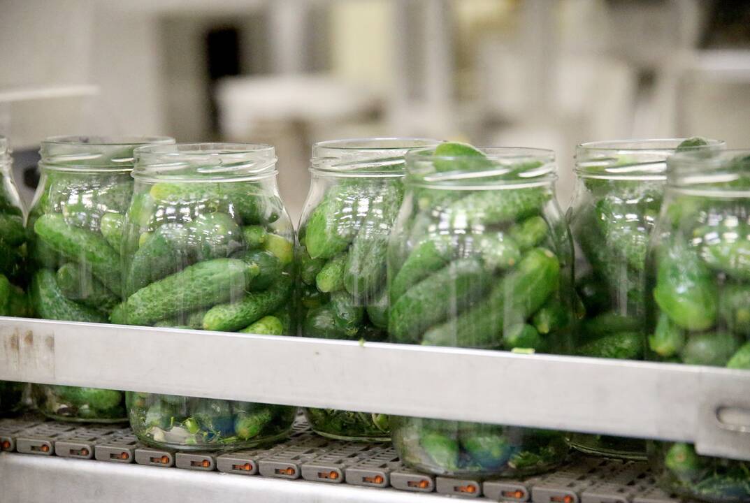 Darbymetis: Kėdainių konservų fabrike tik vieną kartą per metus vykstantys agurkų konservavimo darbai įprastai trunka apie pusantro ar du mėnesius.