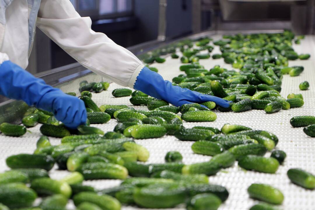 Darbymetis: Kėdainių konservų fabrike tik vieną kartą per metus vykstantys agurkų konservavimo darbai įprastai trunka apie pusantro ar du mėnesius.